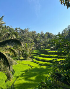 Read more about the article Welcome to Bali – said the geckos